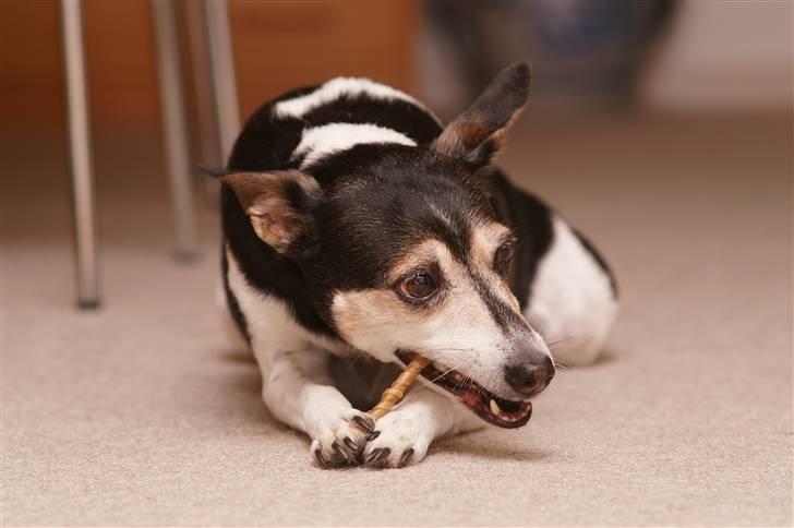 Dansk svensk gaardhund Knirke  - Guf en af de gode bidepinde :P billede 3