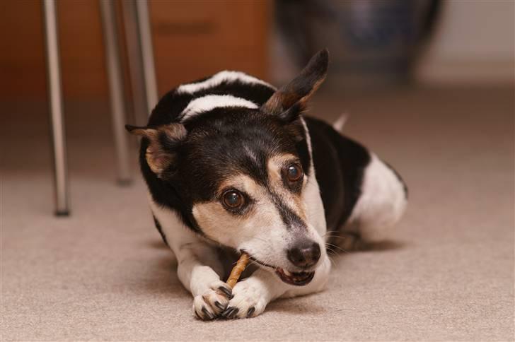 Dansk svensk gaardhund Knirke  - Ups, opdaget ;) billede 4