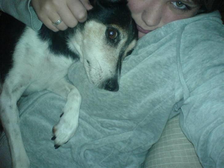 Dansk svensk gaardhund Knirke  - Uhf puttetid:D billede 5