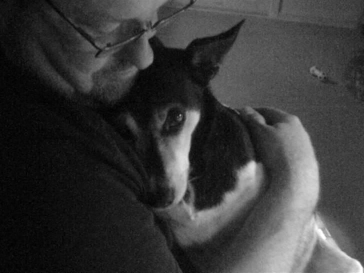 Dansk svensk gaardhund Knirke  - Aften hygge oppe hos farmand billede 6