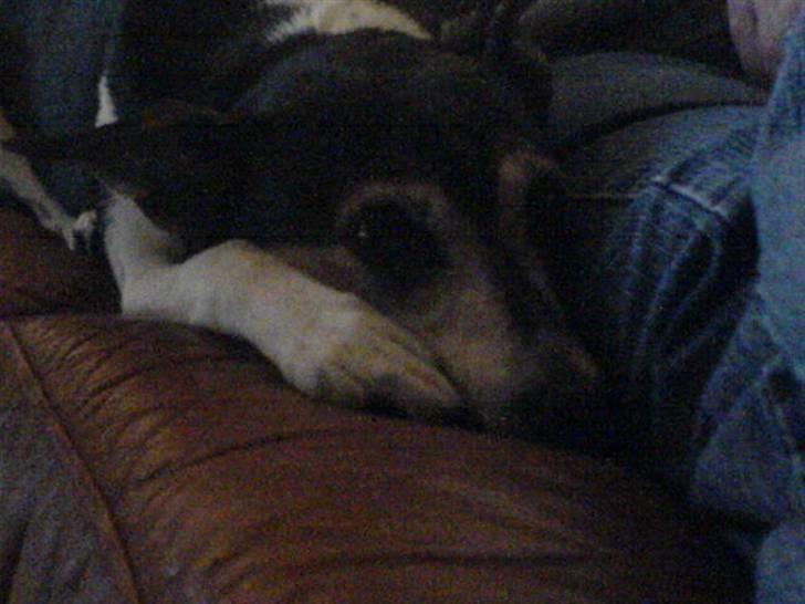 Dansk svensk gaardhund Knirke  - Aften hygge hos mor billede 7