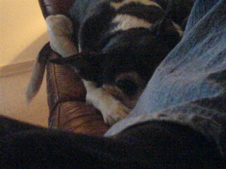 Dansk svensk gaardhund Knirke  - Igen aften hygge hos mor:) billede 8