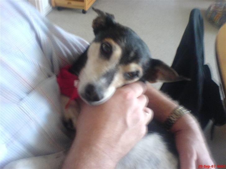 Dansk svensk gaardhund Knirke  - Der er bare ikke noget bedre end at ligge som en lille baby oppe hos far, og tilmed blive nusset!  billede 9