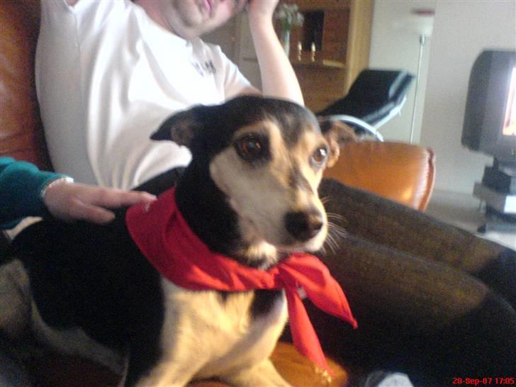 Dansk svensk gaardhund Knirke  - Nyt tørklæde fra storesøster, fint ikk? billede 10