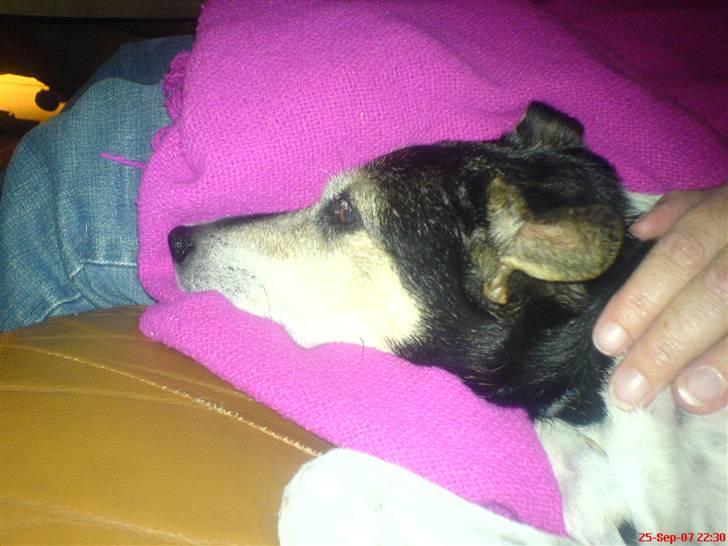 Dansk svensk gaardhund Knirke  - Totalt ynglings tæppe:D billede 11