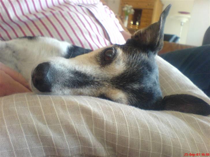 Dansk svensk gaardhund Knirke  - Hendes helt egen pude:P billede 12