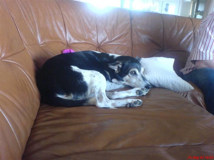 Dansk svensk gaardhund Knirke  - Hendes hjørne i sofaen billede 13