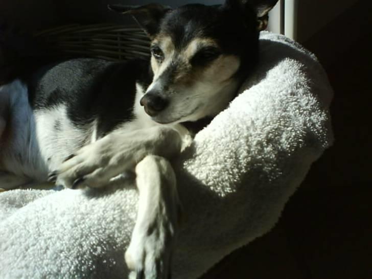 Dansk svensk gaardhund Knirke  - Dejligt solskin:D billede 14