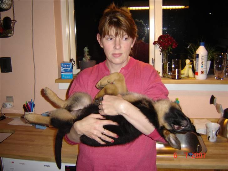 Schæferhund Glenn's Bosco billede 2