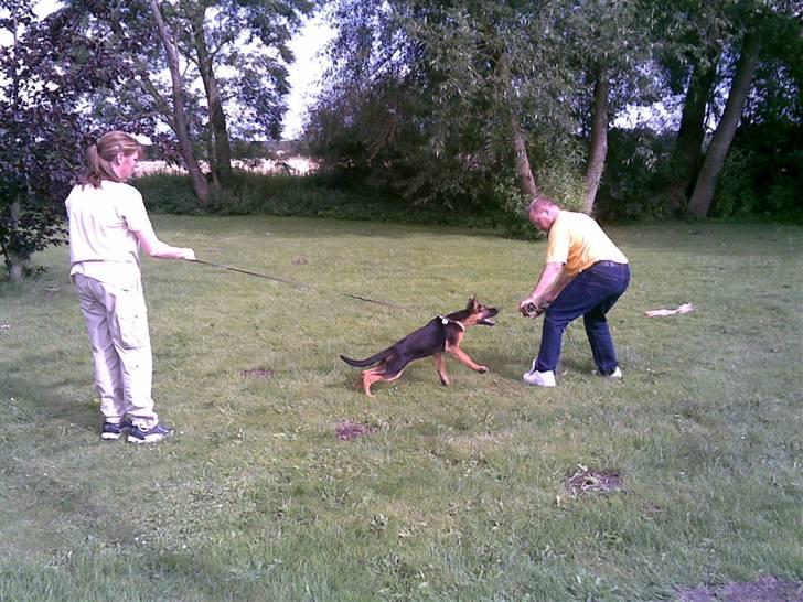 Schæferhund Glenn's Bosco billede 3