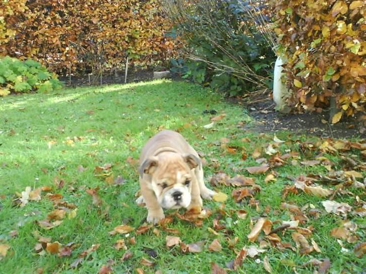 Engelsk bulldog James  billede 2