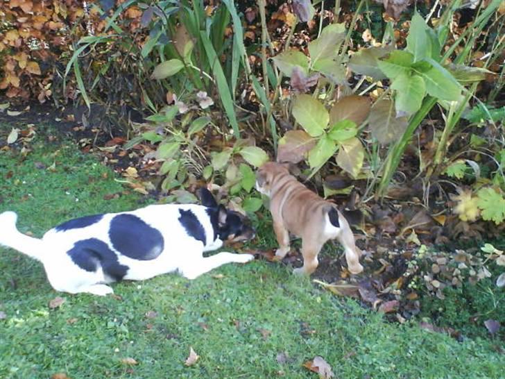 Engelsk bulldog James  billede 3