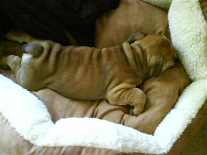 Engelsk bulldog James  billede 4