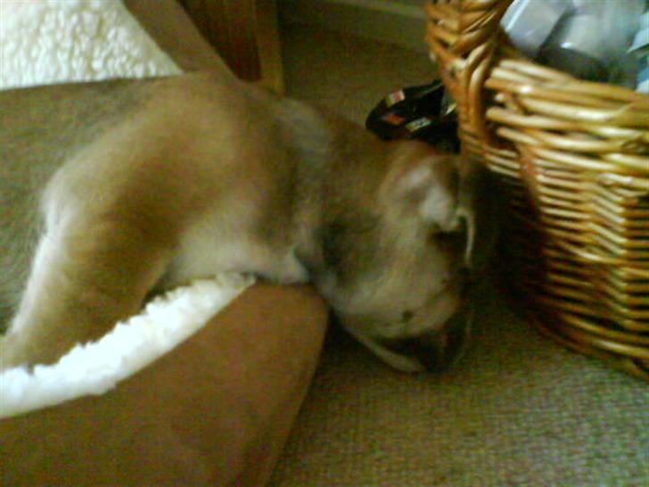 Engelsk bulldog James  billede 5