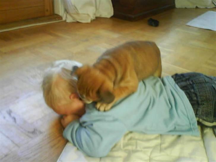 Engelsk bulldog James  - kom så du... billede 6