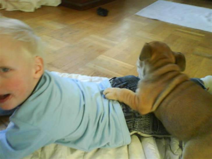 Engelsk bulldog James  - hygge til tv billede 7