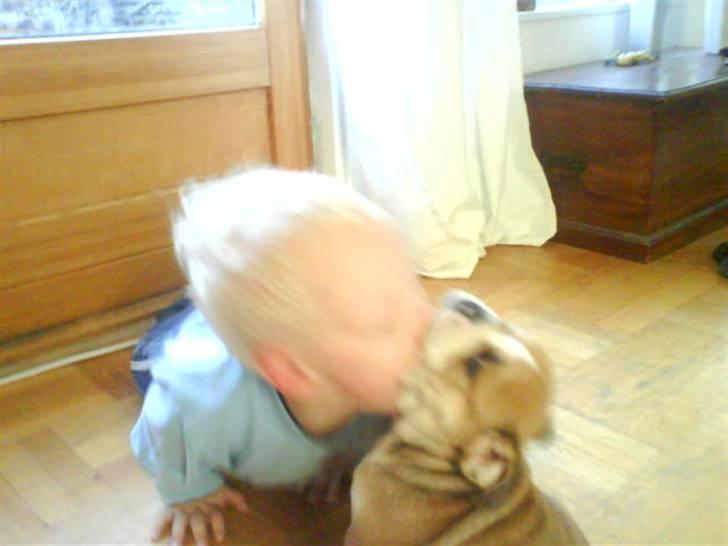 Engelsk bulldog James  - så skal der kysses "dejligt" billede 8