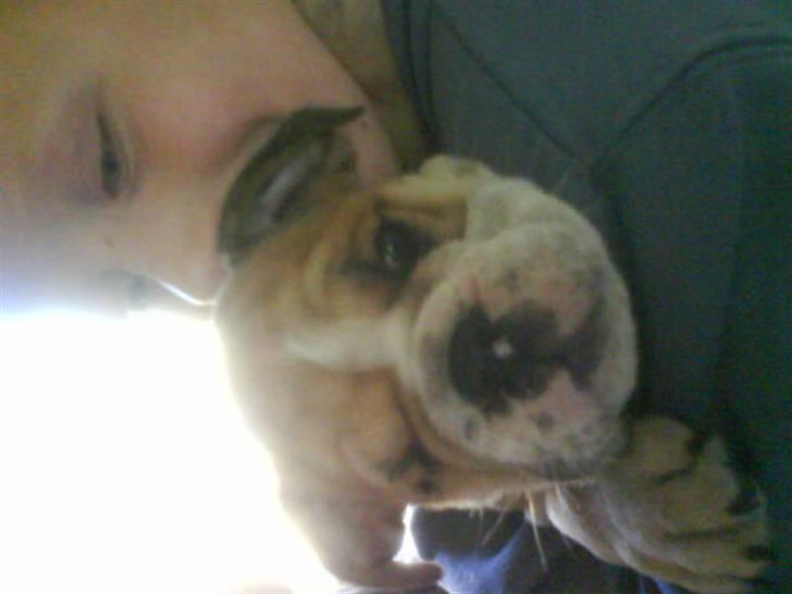 Engelsk bulldog James  billede 9