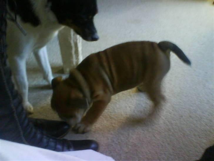 Engelsk bulldog James  billede 10