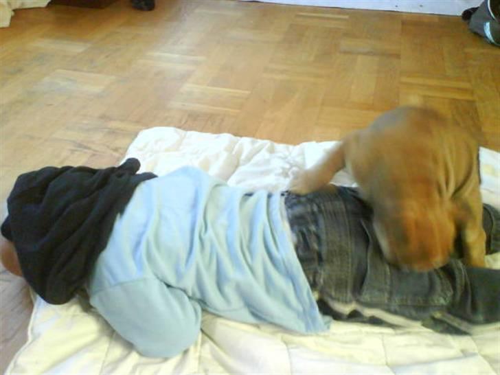 Engelsk bulldog James  billede 11