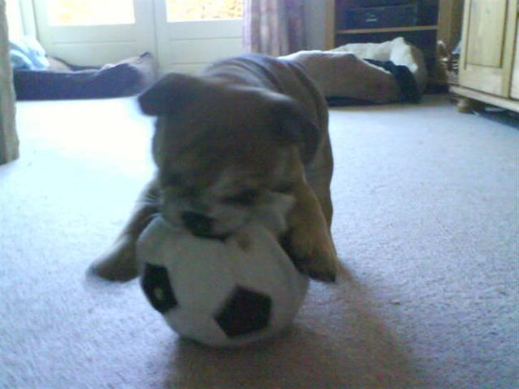 Engelsk bulldog James  billede 12