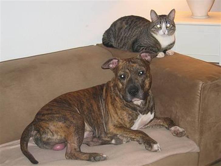 Amerikansk staffordshire terrier Cody HimmelHund billede 15