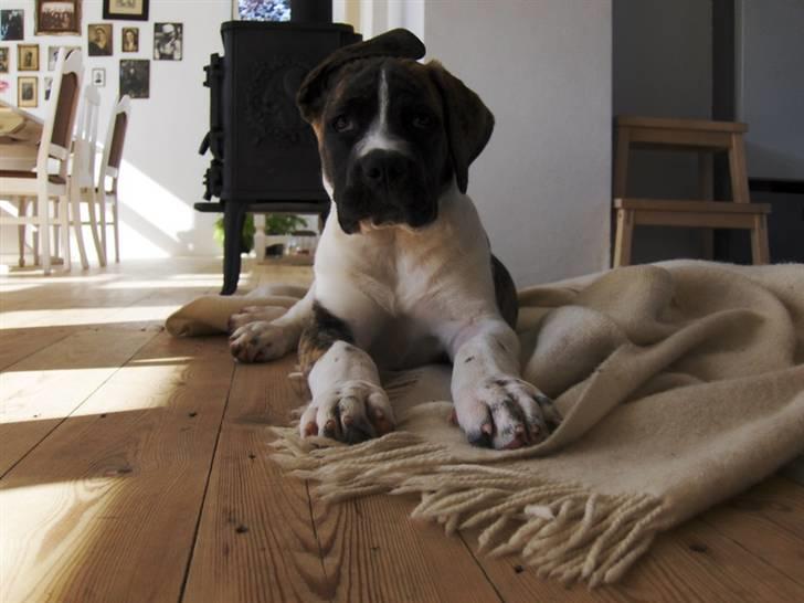 Mastiff Balder R.I.P 2011 - hvad er det jeg kan høre billede 7