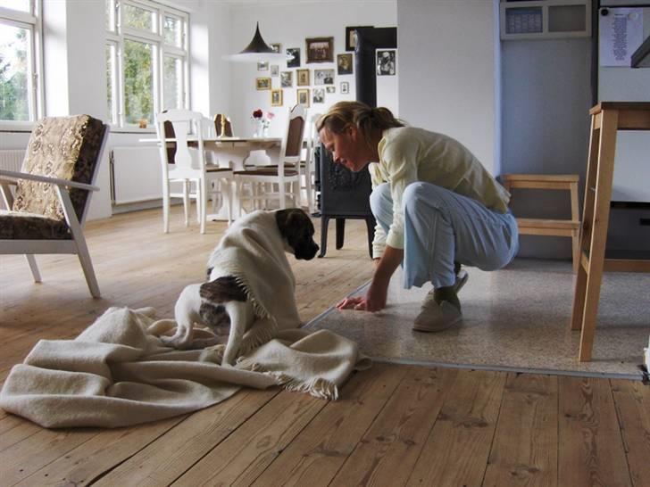 Mastiff Balder R.I.P 2011 - mor og jeg billede 8