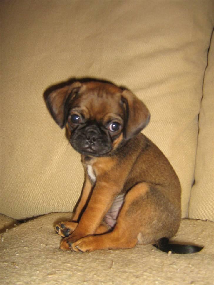 Blanding af racer Gaia billede 1