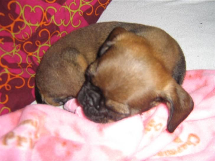 Blanding af racer Gaia - Lille Gaias første nat hos os.. Hun sov hele natten :) billede 2