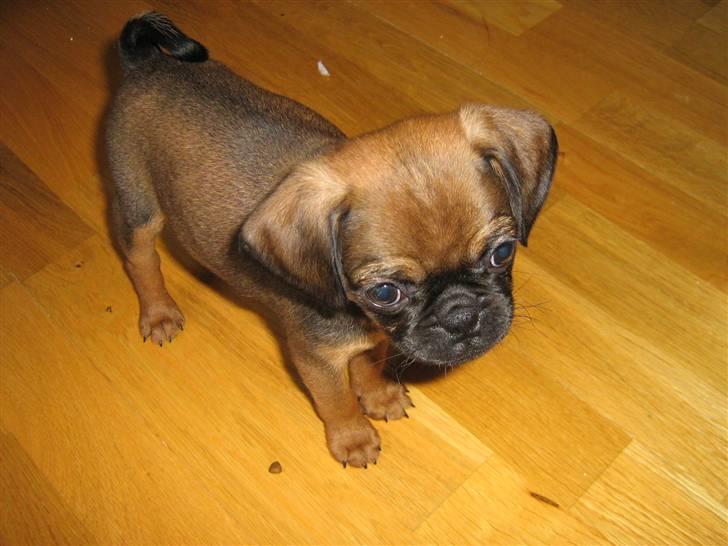 Blanding af racer Gaia billede 3