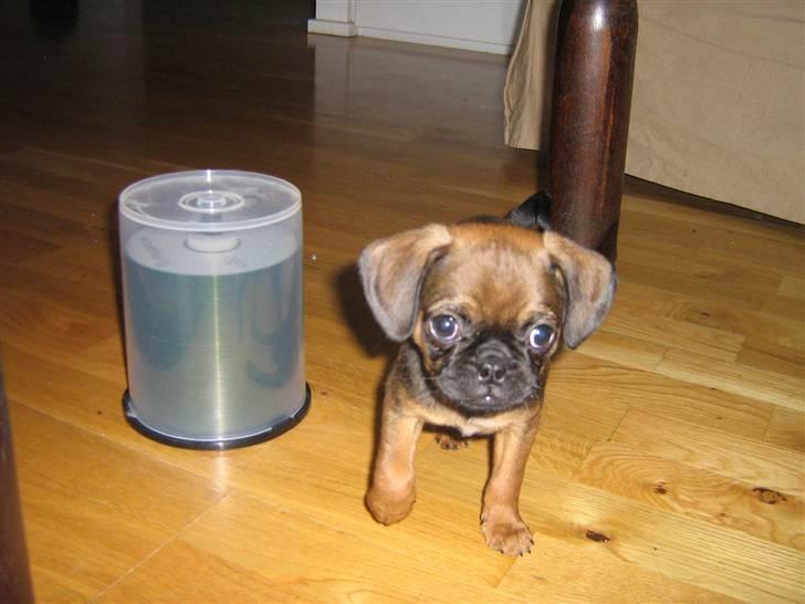 Blanding af racer Gaia billede 4