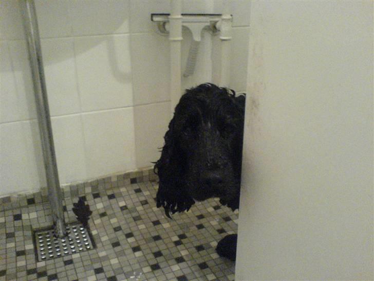 Cocker spaniel Balder billede 13