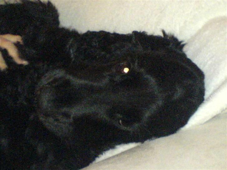 Cocker spaniel Balder billede 14