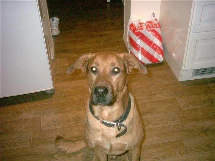 Blanding af racer Helmut - ser jeg ikke sød ud  billede 1