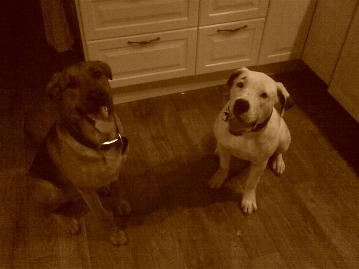 Blanding af racer Helmut - Helmut & chica der sidder sammen  billede 2