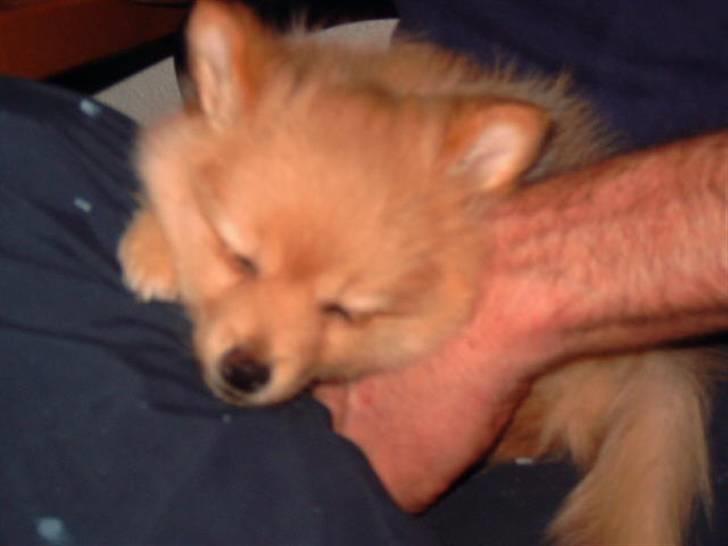 Pomeranian Lady - ligger hos far , 8 uger gammel. billede 15