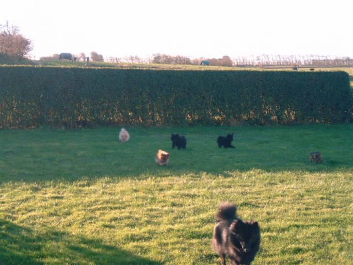 Pomeranian Lady - Mor Gucci og de fire små....  billede 16