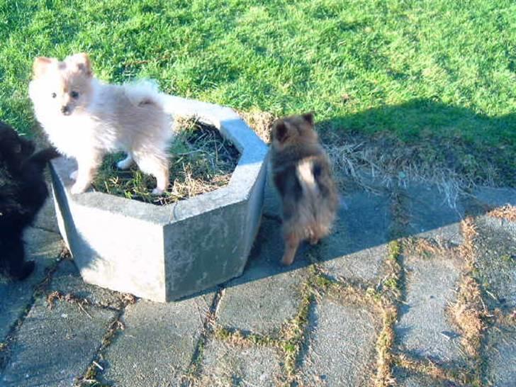 Pomeranian Lady - hi hi her står jeg i blomsterkummen. billede 17
