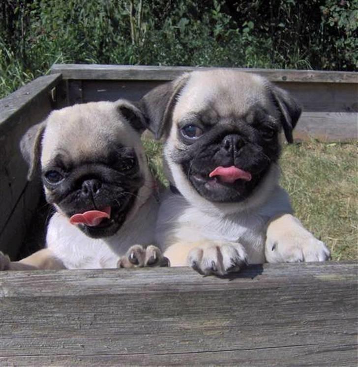 Mops Ingeborg - Ingeborg og hendes bror hermann, da vi lige havde fået dem fra Polen :) billede 3