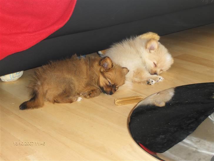 Pomeranian Monty R.I.P :( - Sammen med min søster, helt udmattet efter al den leg :) billede 7