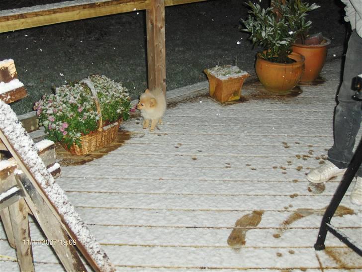 Pomeranian Monty R.I.P :( - Sne? Hvad er det ;) (Første sne-dag) billede 8