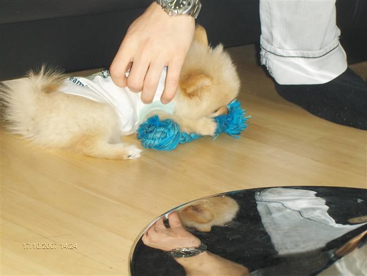 Pomeranian Monty R.I.P :( billede 9