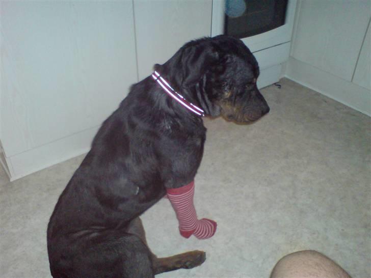 Rottweiler Schiba - Jeg gider faktisk ikke have strømper på men mor siger jeg skal så jeg ikke slikker cremen af billede 2