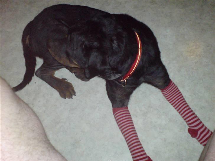 Rottweiler Schiba billede 3