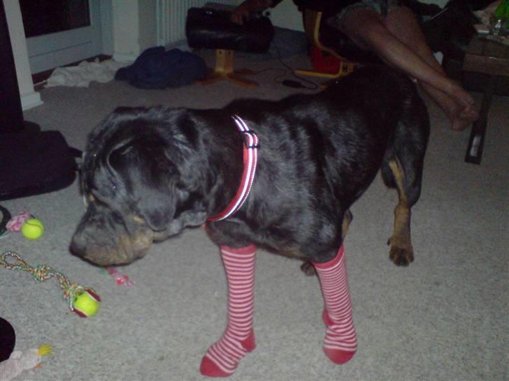 Rottweiler Schiba billede 4