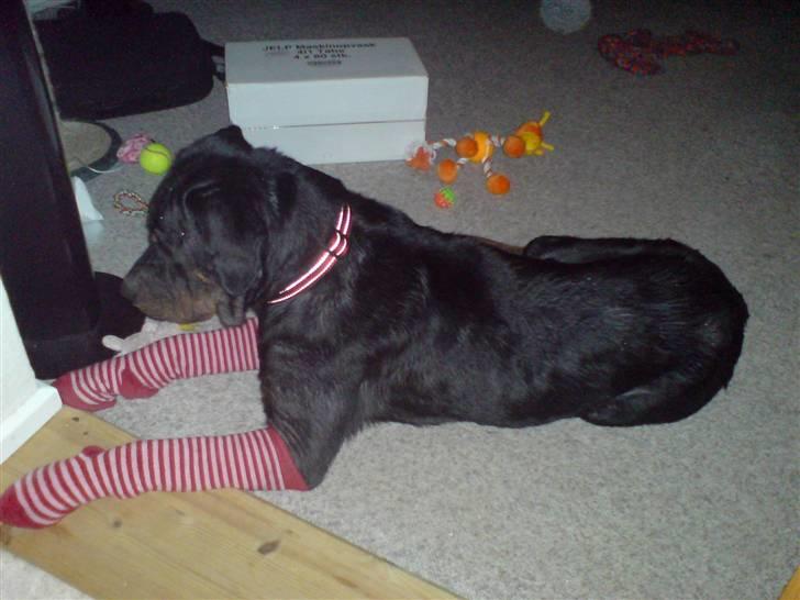 Rottweiler Schiba billede 5