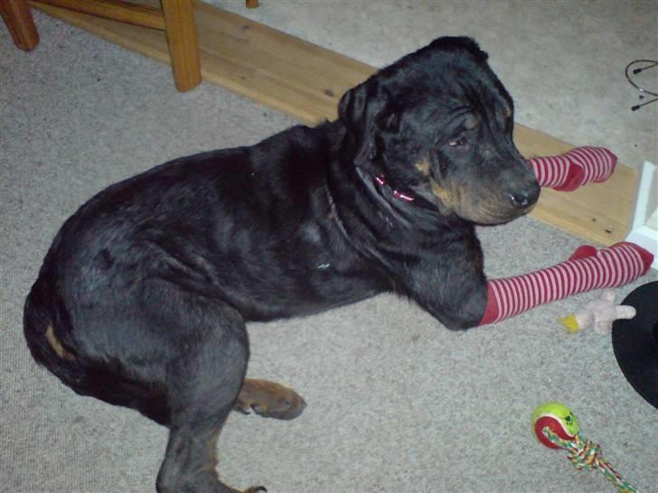 Rottweiler Schiba billede 6