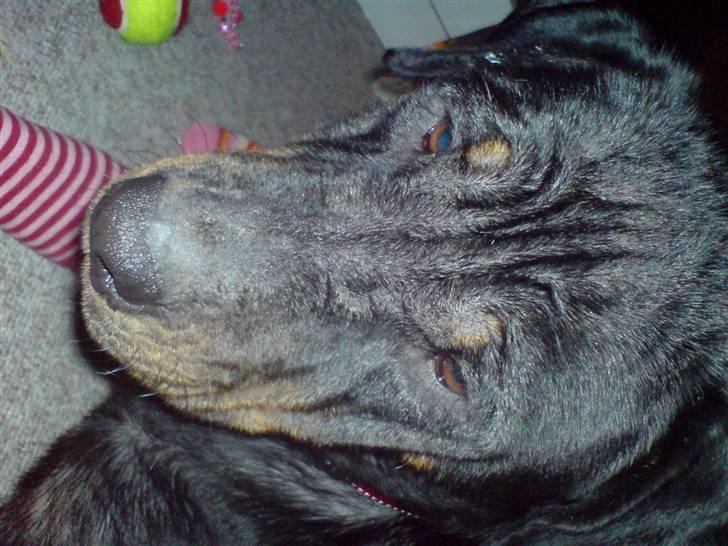 Rottweiler Schiba - Mor hold nu op med at tage billeder det er faktisk træls....  billede 7