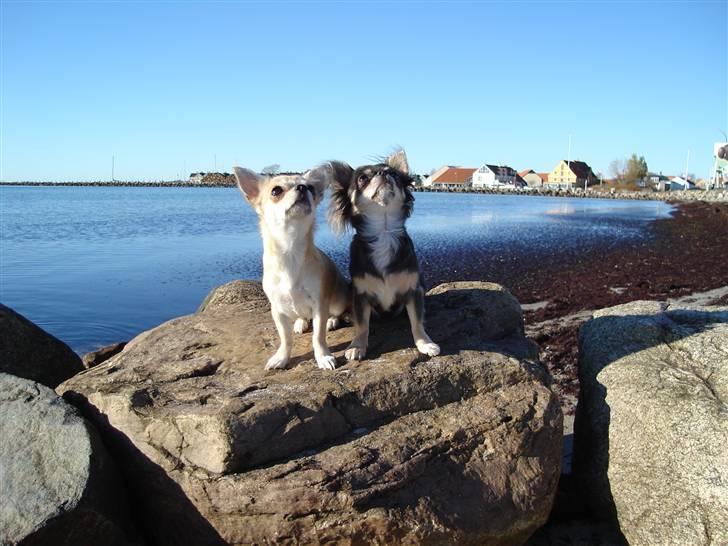 Chihuahua *Gorgeous <3* billede 13